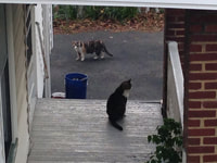 191-192. Neighborhood Cats