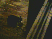 123. Cat I'm feeding outside