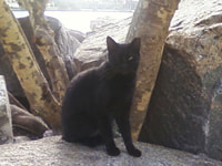 184. Miami Beach Cat