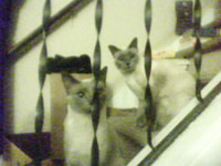 114-115. Zeus & Athena