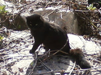 183. Miami Beach Cat