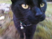 177. Professor Meow Meow