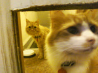 121-122. Oscar & Charlemagne