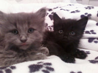 162-163. Kittens